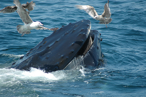 whale watching