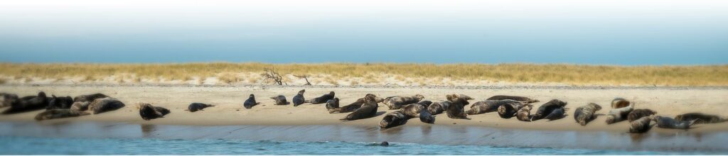 Seal on Beach in Cape Cod