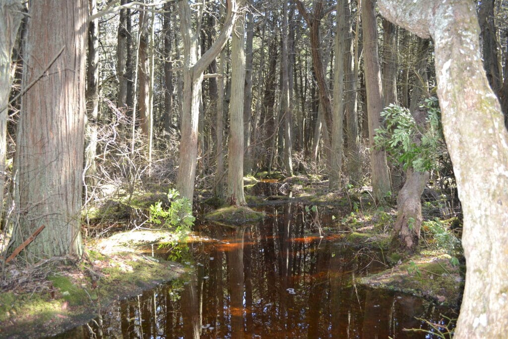 Hidden gems. Atlantic White Cedar Swamp Wellfleet